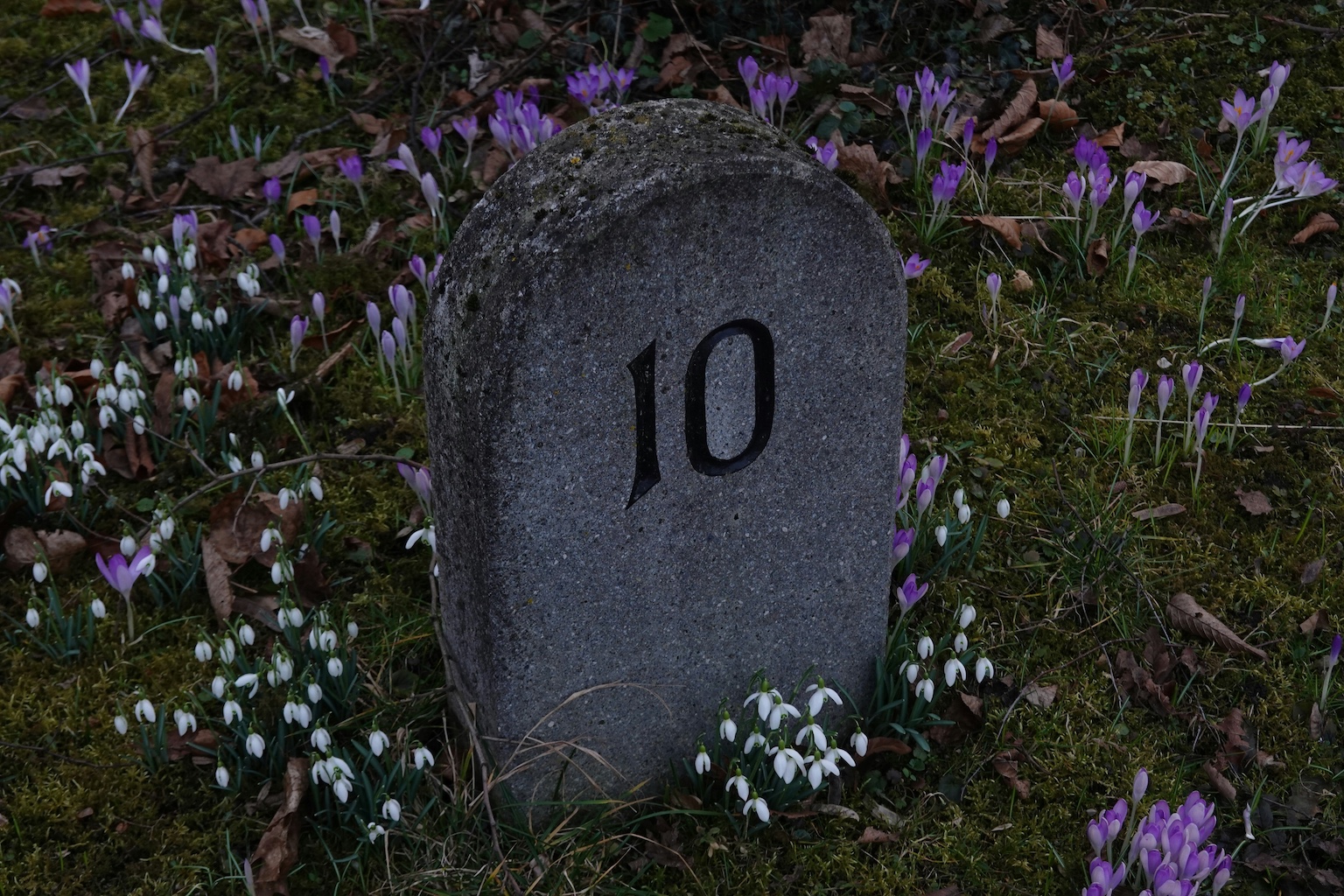 A stone marked with the number ten lying in a field of flowers
